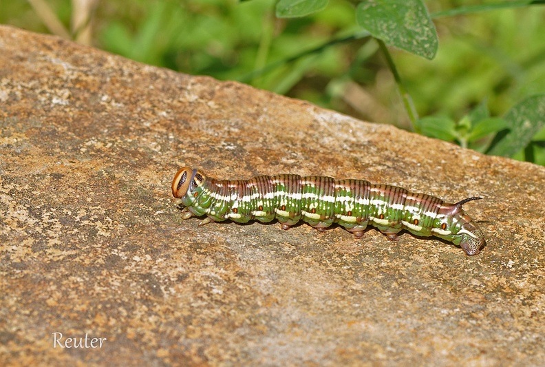 Kiefernschwärmer (Sphinx pinastri)